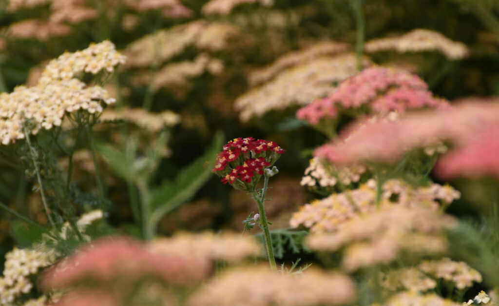 yarrow achillea hudplejeklinik